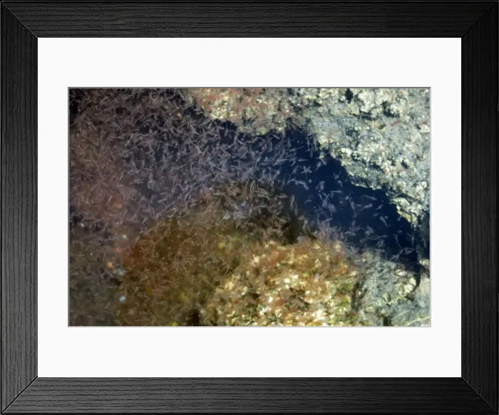 Framed Print : Brine Shrimp - feeding on green algae Framed Print : Brine Shrimp - feeding on green algae