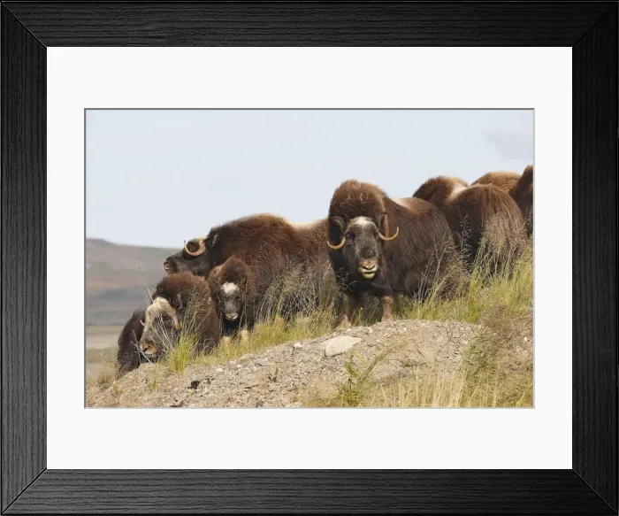 Framed Print : Muskox - Nome - Alaska Framed Print : Muskox - Nome - Alaska