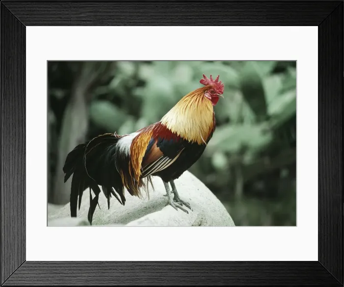 Framed Print : Red Jungle Fowl - male Framed Print : Red Jungle Fowl - male