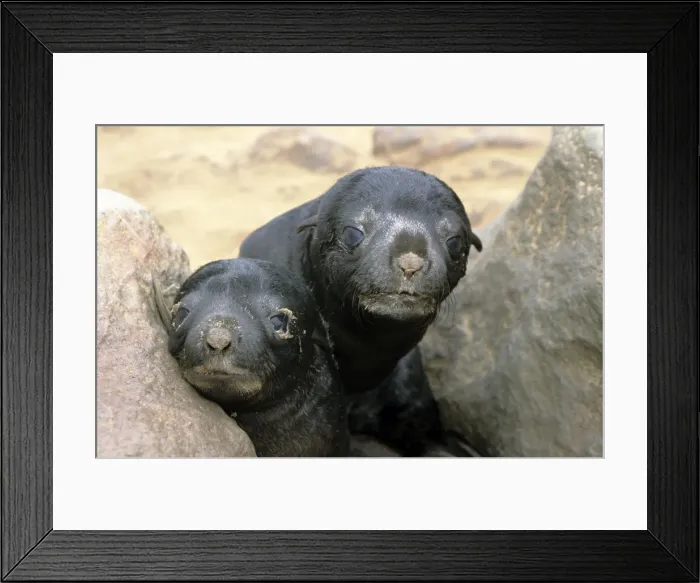 Framed Print : Cape Fur Seal Framed Print : Cape Fur Seal