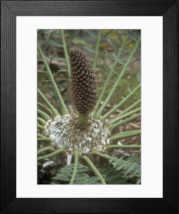 Framed Print : Alexandria Cycad - cone Framed Print : Alexandria Cycad - cone
