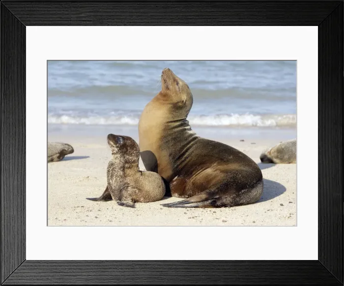 Framed Print : Galapagos Sea Lion - Santa Fe Island - Galapagos Islands Framed Print : Galapagos Sea Lion - Santa Fe Island - Galapagos Islands