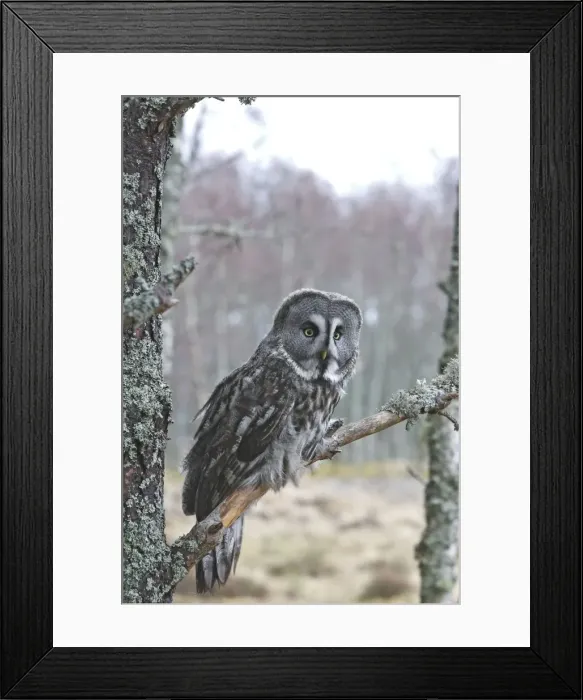 Framed Print : Great Grey Owl - perched on branch Framed Print : Great Grey Owl - perched on branch