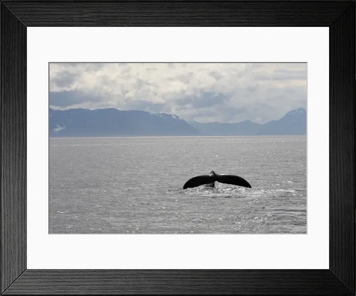 Framed Print : Humpback Whale - caudal fin Framed Print : Humpback Whale - caudal fin