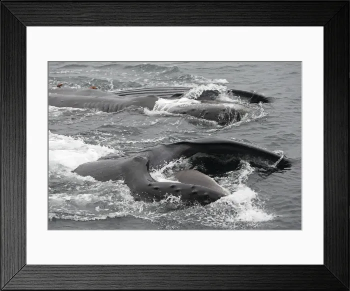 Framed Print : Humpback Whale - Surface feeding - Mouth open with lateral lunge - Expandable throat grooves - inside Passage - Alaska Framed Print : Humpback Whale - Surface feeding - Mouth open with lateral lunge - Expandable throat grooves - inside Passage - Alaska
