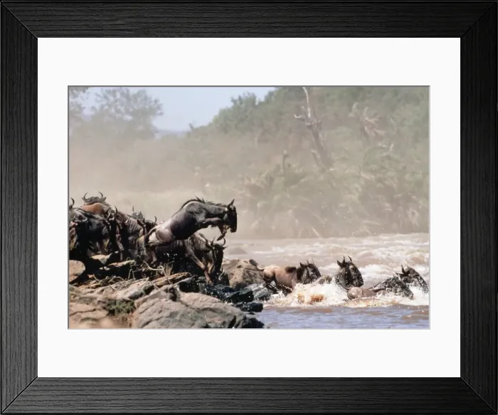 Framed Print : Wildebeest YAB 1270 Migrating © Yann Arthus-Bertrand / ardea. com Framed Print : Wildebeest YAB 1270 Migrating © Yann Arthus-Bertrand / ardea. com