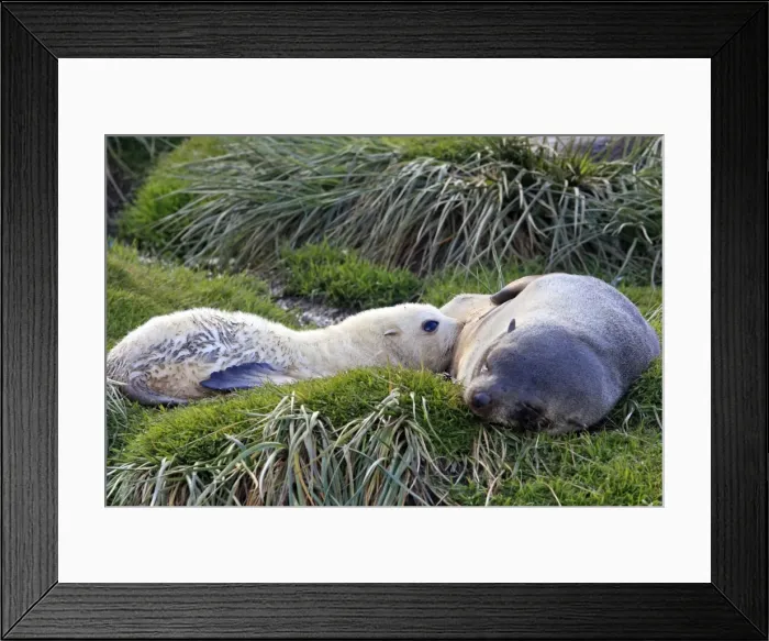 Framed Print : Antarctic Fur Seal - Fortuna bay - South Georgia