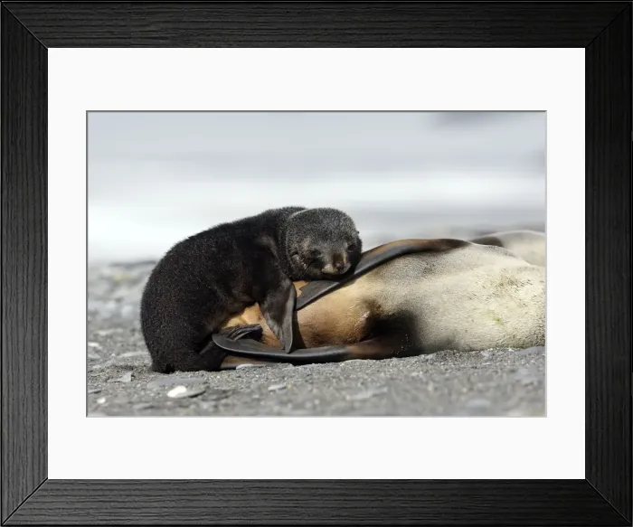 Framed Print : Antarctic Fur Seal - Salisbury Plain - South Georgia Framed Print : Antarctic Fur Seal - Salisbury Plain - South Georgia
