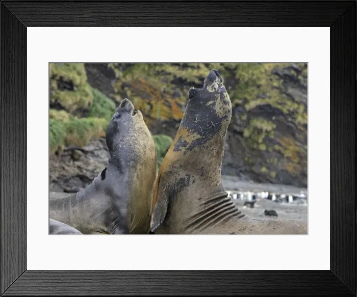 Framed Print : Southern Elephant Seal - combat between two males - Saint Andrew - South Georgia Framed Print : Southern Elephant Seal - combat between two males - Saint Andrew - South Georgia
