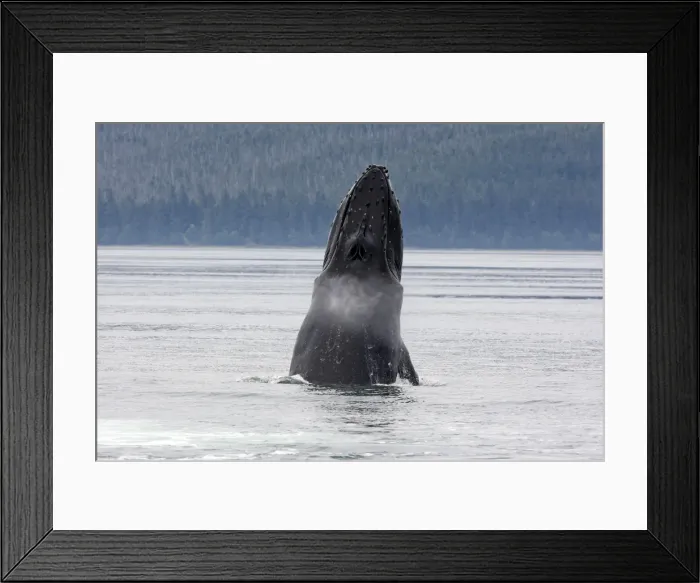 Framed Print : Humpback Whale - lunge feeding Framed Print : Humpback Whale - lunge feeding
