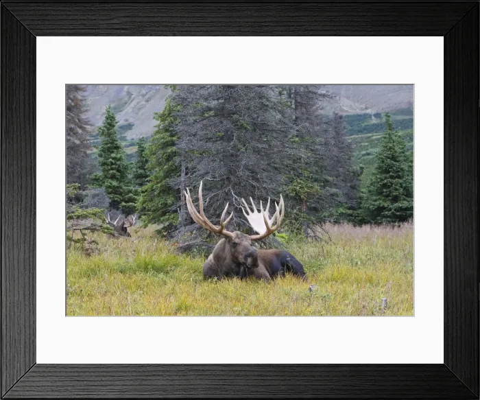 Framed Print : Moose - male 5-7 years old - Seward Peninsula - Alaska Framed Print : Moose - male 5-7 years old - Seward Peninsula - Alaska