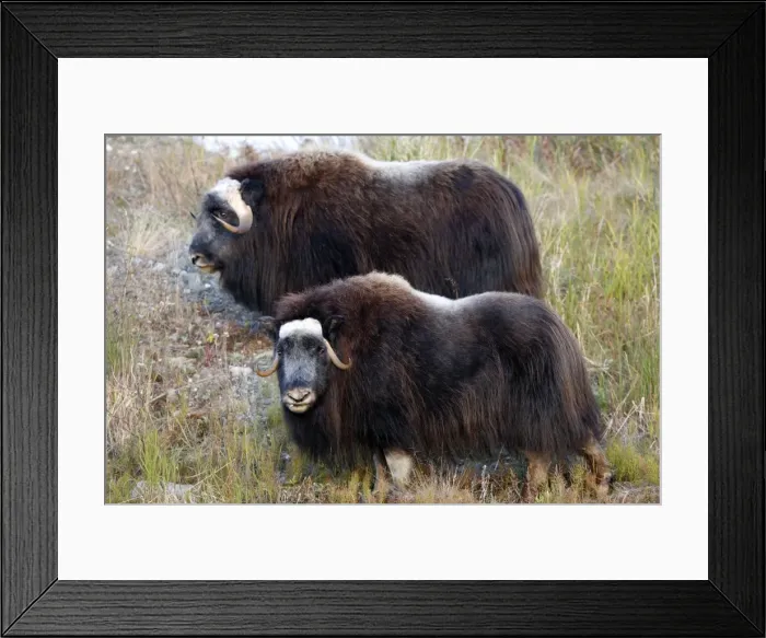 Framed Print : Muskox - Nome - Alaska Framed Print : Muskox - Nome - Alaska