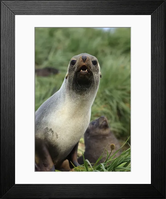 Framed Print : Antarctic Fur Seal - Prion Island - South Georgia