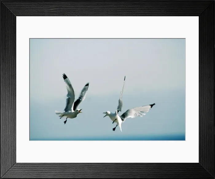Framed Print : Kittiwakes Framed Print : Kittiwakes