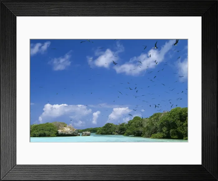 Framed Print : Aldabra WAT 5877 Great Frigatebird, Indian Ocean. Fregata minor aldabrensis © M. Watson / ardea. com Framed Print : Aldabra WAT 5877 Great Frigatebird, Indian Ocean. Fregata minor aldabrensis © M. Watson / ardea. com