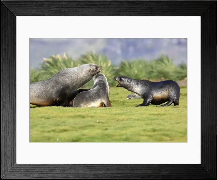Framed Print : Antarctic Fur Seal - Salisbury Plain - South Georgia Framed Print : Antarctic Fur Seal - Salisbury Plain - South Georgia