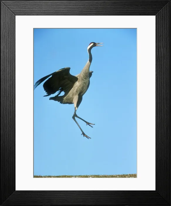 Framed Print : Common Crane WAT 5144 Leaping Grus grus © M. Watson / ardea. com Framed Print : Common Crane WAT 5144 Leaping Grus grus © M. Watson / ardea. com