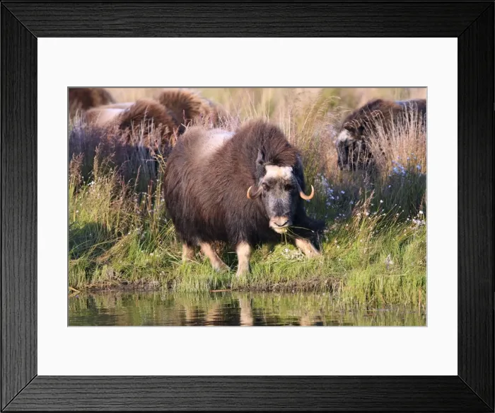 Framed Print : Muskox - Nome - Seward peninsula - Alaska Framed Print : Muskox - Nome - Seward peninsula - Alaska