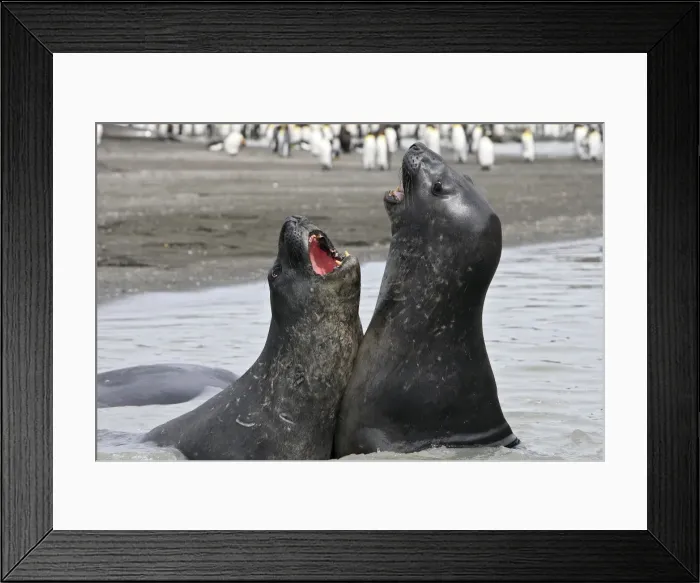 Framed Print : Southern Elephant Seal - combat between two males - Saint Andrew - South Georgia Framed Print : Southern Elephant Seal - combat between two males - Saint Andrew - South Georgia