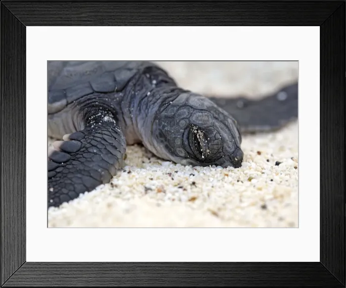Framed Print : Green sea turtle - baby birth - Espanola Island - Galapagos Islands Framed Print : Green sea turtle - baby birth - Espanola Island - Galapagos Islands