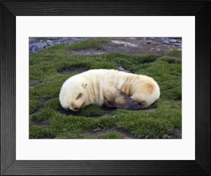 Framed Print : Antarctic Fur Seal - Fortuna Bay - South Georgia