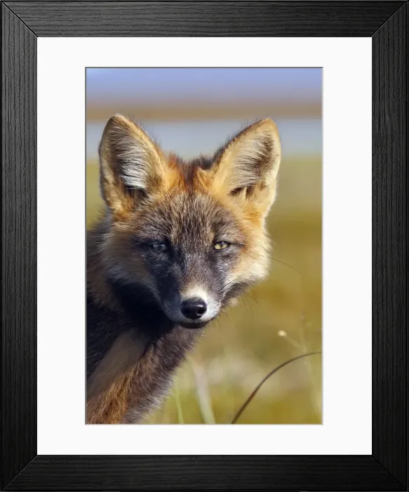 Framed Print : Red Fox - young - dark phase - Seward Peninsula - Alaska Framed Print : Red Fox - young - dark phase - Seward Peninsula - Alaska