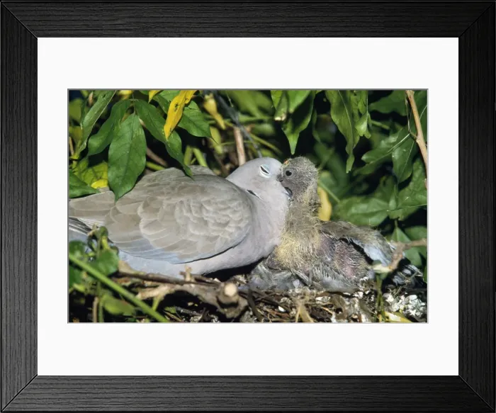 Framed Print : Collared Turtle Dove Framed Print : Collared Turtle Dove