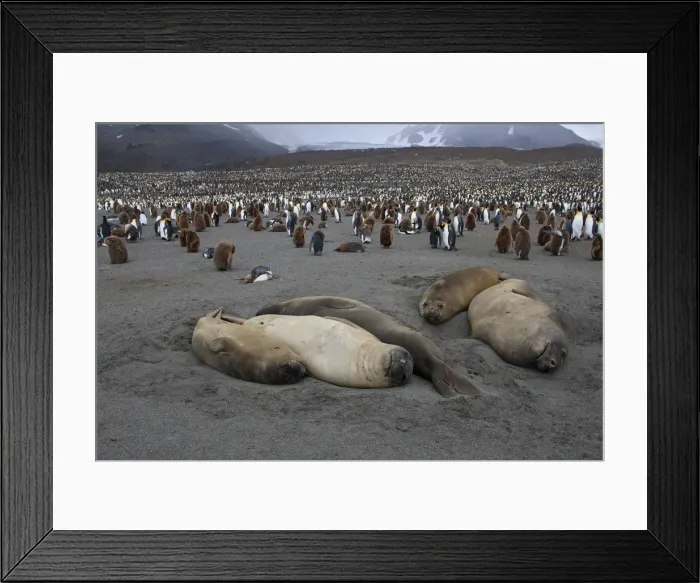 Framed Print : Southern Elephant Seal - Penguin colony in the background - Saint Andrew - South Georgia Framed Print : Southern Elephant Seal - Penguin colony in the background - Saint Andrew - South Georgia