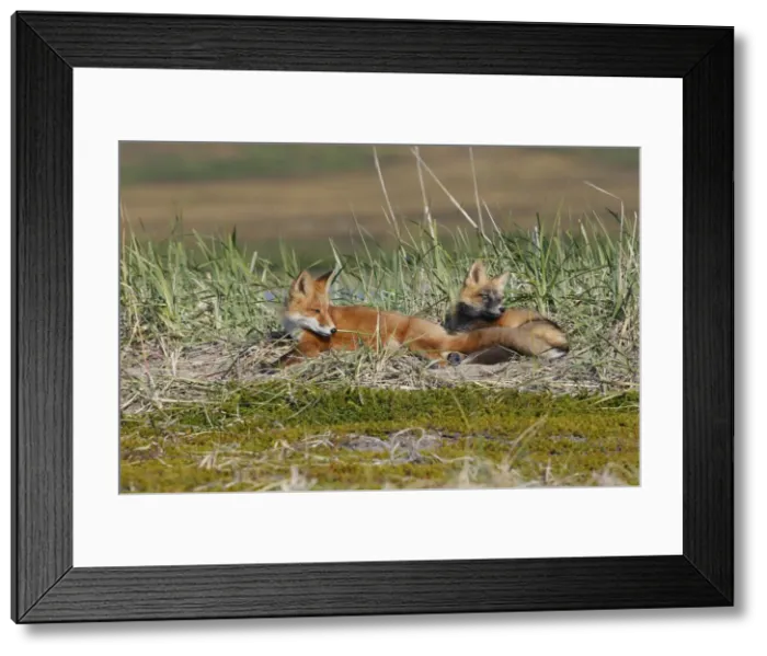 Framed Print : Red Fox - young - dark phase and regular phase - Seward Peninsula - Alaska Framed Print : Red Fox - young - dark phase and regular phase - Seward Peninsula - Alaska