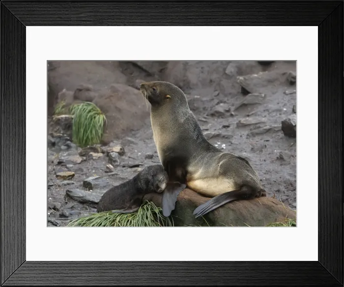 Framed Print : Antarctic Fur Seal - Elsehul Bay - South Georgia - Falkland Islands Framed Print : Antarctic Fur Seal - Elsehul Bay - South Georgia - Falkland Islands