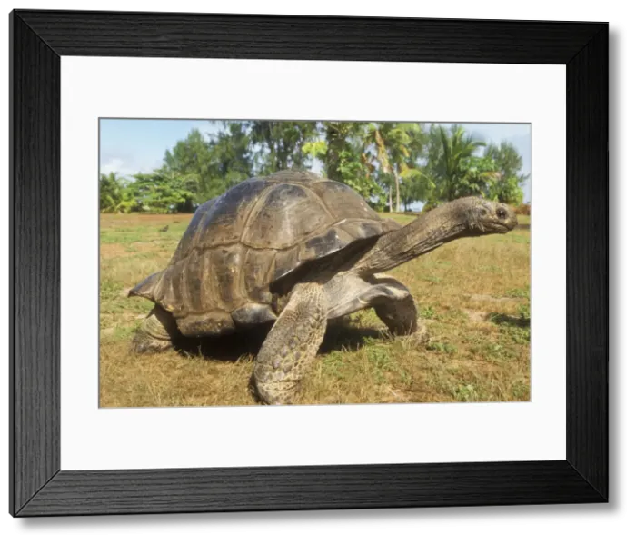 Framed Print : Aldabra Giant Tortoise WAT 7534 Dipsochelys elephantin © M. Watson / ardea. com Framed Print : Aldabra Giant Tortoise WAT 7534 Dipsochelys elephantin © M. Watson / ardea. com