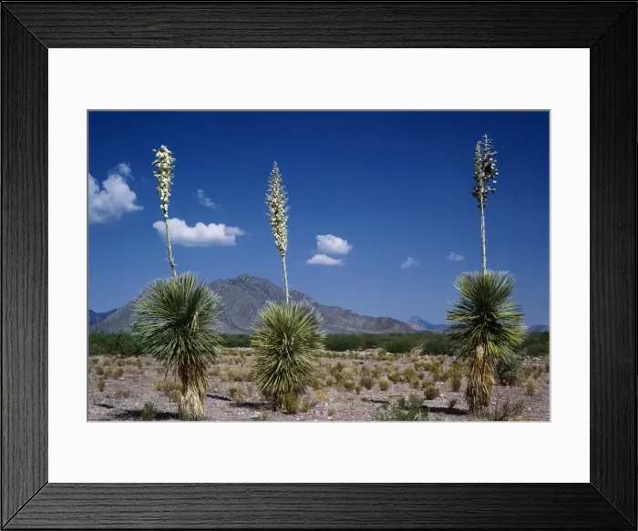 Framed Print : Soap-tree Yucca WW 3113 Yucca elata © Wardene Weisser / ardea. com Framed Print : Soap-tree Yucca WW 3113 Yucca elata © Wardene Weisser / ardea. com