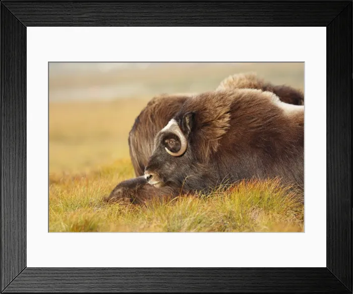 Framed Print : Muskox - Nome - Alaska Framed Print : Muskox - Nome - Alaska
