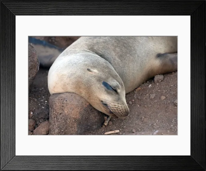 Framed Print : Galapagos Sea Lion - Seymour Island - Galapagos Islands Framed Print : Galapagos Sea Lion - Seymour Island - Galapagos Islands