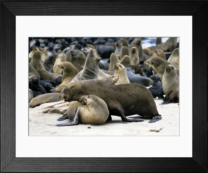 Framed Print : Cape Fur Seal Framed Print : Cape Fur Seal