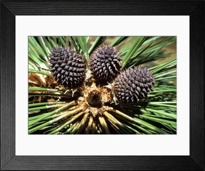 Framed Print : Ponderosa Pine - cones Framed Print : Ponderosa Pine - cones