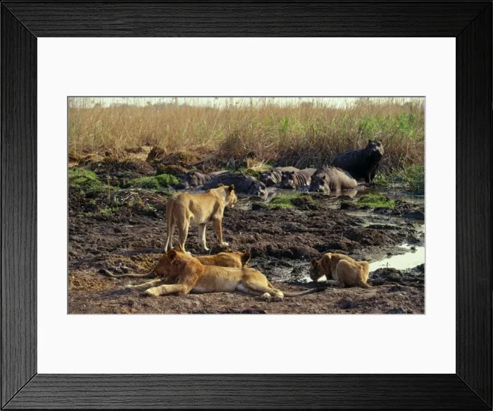 Framed Print : Lions and Hippos CRH 377 Moremi, Botswana Hippopotamus amphibius & Panthera leo © Chris Harvey / ardea. com Framed Print : Lions and Hippos CRH 377 Moremi, Botswana Hippopotamus amphibius & Panthera leo © Chris Harvey / ardea. com
