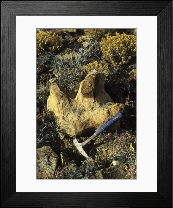 Framed Print : Dinosaurs - footprints - Natural cast of footprint of an Iguanodon (herbivorous dinosaur of the Cretaceous period). Such natural casts are formed when a footprint made in soft sediment (mud, for example), is filled with sand Framed Print : Dinosaurs - footprints - Natural cast of footprint of an Iguanodon (herbivorous dinosaur of the Cretaceous period). Such natural casts are formed when a footprint made in soft sediment (mud, for example), is filled with sand