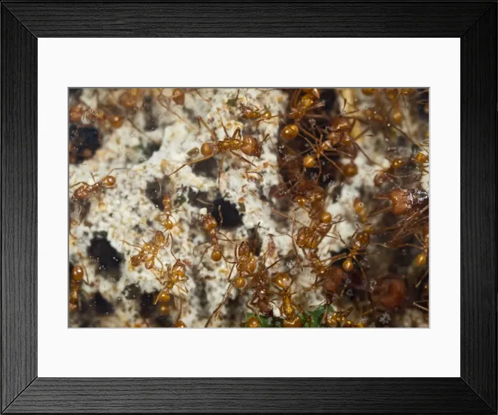 Framed Print : Leaf Cutter Ants - tending garden in nest - workers - From Trinidad - controlled conditions 14930 Framed Print : Leaf Cutter Ants - tending garden in nest - workers - From Trinidad - controlled conditions 14930
