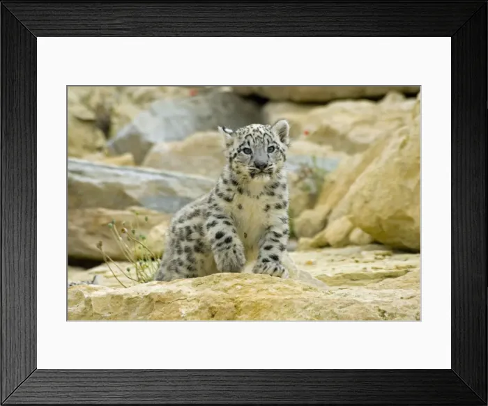Framed Print : Snow Leopard - cub Framed Print : Snow Leopard - cub