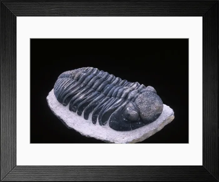 Framed Print : Fossil: Trilobite Size of this specimen: 140 mm long Devonian Morocco Framed Print : Fossil: Trilobite Size of this specimen: 140 mm long Devonian Morocco