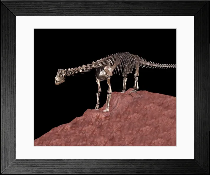 Framed Print : Dinosaurs - Sauropods: Camarasaurus Sauropod of the Morrison Formation, Upper Jurassic, Colorado Full size skeletal mount in display at the Dinosaur Museum in Fruita, Colorado, USA. CJ 546 Framed Print : Dinosaurs - Sauropods: Camarasaurus Sauropod of the Morrison Formation, Upper Jurassic, Colorado Full size skeletal mount in display at the Dinosaur Museum in Fruita, Colorado, USA. CJ 546