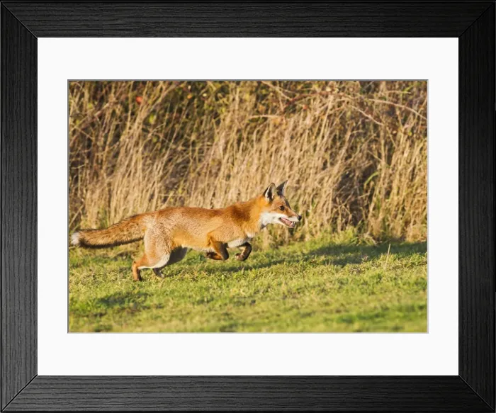 Framed Print : Red Fox - running in afternoon sun - controlled conditions 15051 Framed Print : Red Fox - running in afternoon sun - controlled conditions 15051