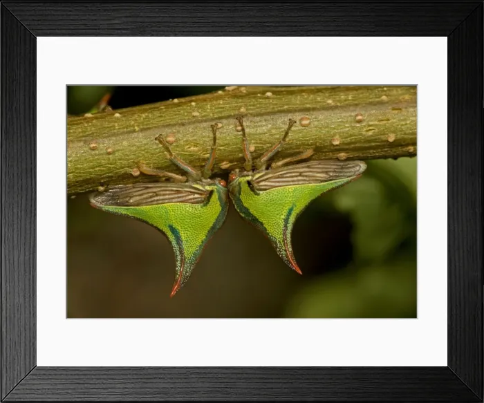 Framed Print : Thornbugs - Costa Rica - family membracidae Framed Print : Thornbugs - Costa Rica - family membracidae
