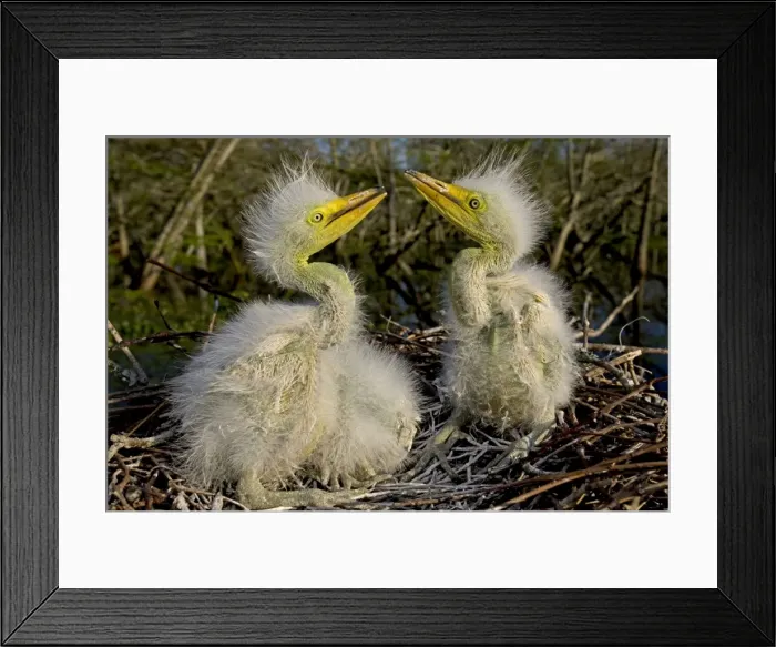 Framed Print : Great / Common / American Egret - nestlings - Louisiana - USA Framed Print : Great / Common / American Egret - nestlings - Louisiana - USA