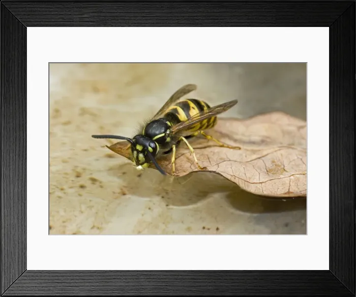 Framed Print : Common Wasp - drinking at bird bath - UK Framed Print : Common Wasp - drinking at bird bath - UK