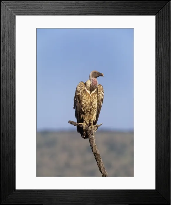Framed Print : Ruppels Griffon Vulture Kenya, Africa Framed Print : Ruppels Griffon Vulture Kenya, Africa