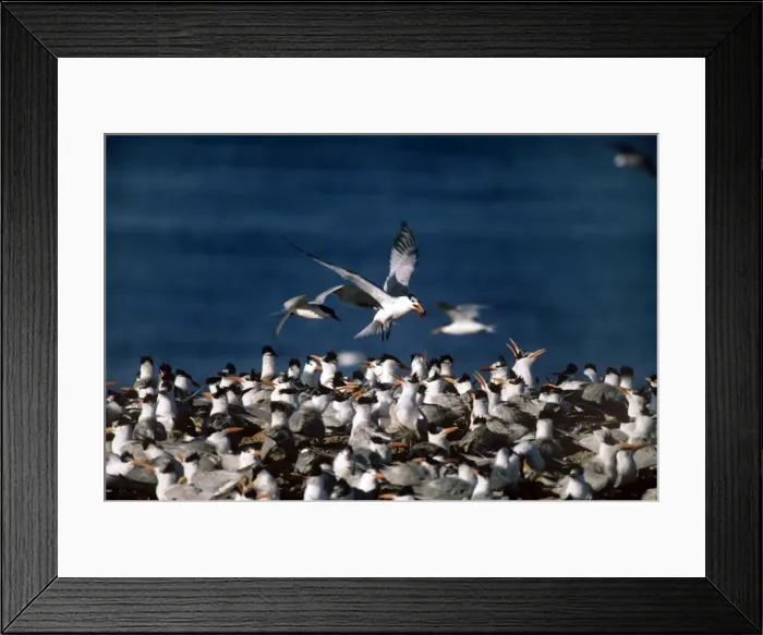Framed Print : Royal Tern - colony Framed Print : Royal Tern - colony