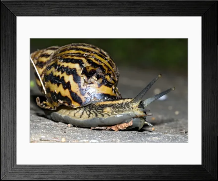 Framed Print : Giant African Land / Elegant Agate Snail - one of many Achatina species which are invasive pests of agricultural crops and flower gardens - this species occurs in Zimbabwe and South Africa - Grahamstown - Eastern Cape - South Africa Framed Print : Giant African Land / Elegant Agate Snail - one of many Achatina species which are invasive pests of agricultural crops and flower gardens - this species occurs in Zimbabwe and South Africa - Grahamstown - Eastern Cape - South Africa