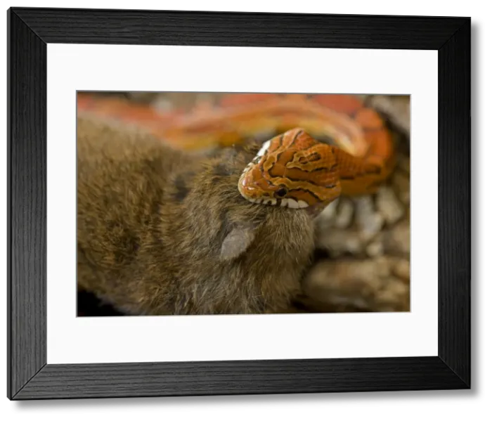 Framed Print : Corn Snake - eating Mouse - controlled conditions - USA